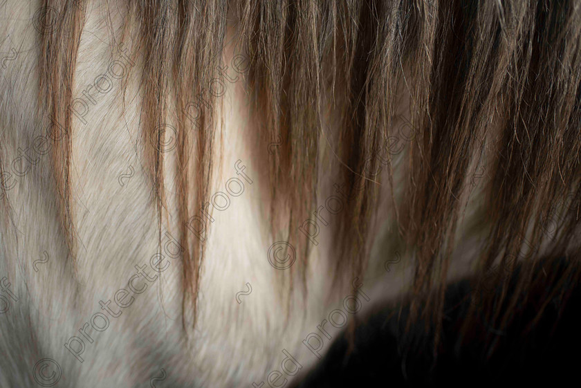 Strands 
 Keywords: horse mane texture countryside abtract