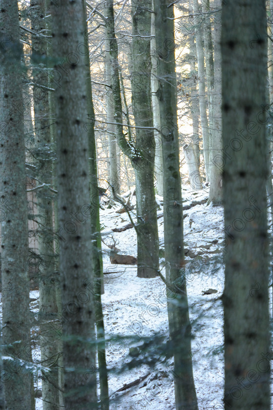 November-24-27th-2013-Bavarian-National-Forest-93