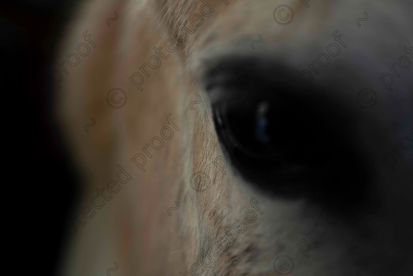 Soul 
 Keywords: horse eye head white texture countryside abstract