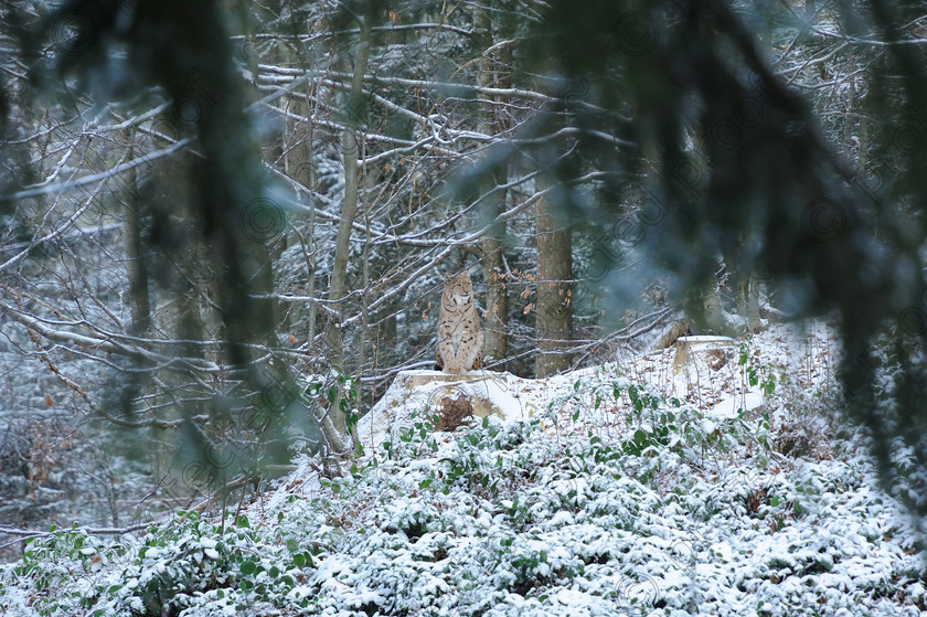 November-24-27th-2013-Bavarian-National-Forest-94