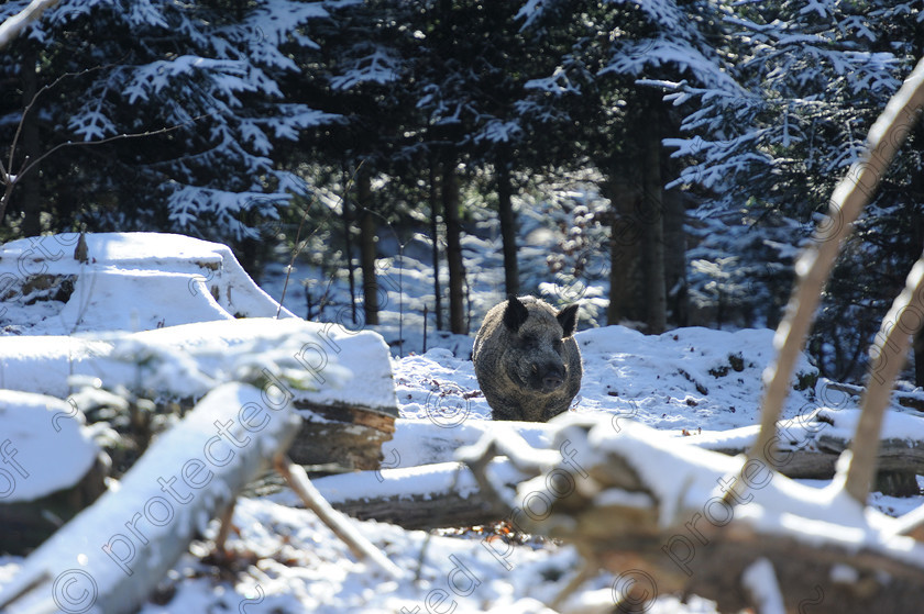 November-24-27th-2013-Bavarian-National-Forest-97