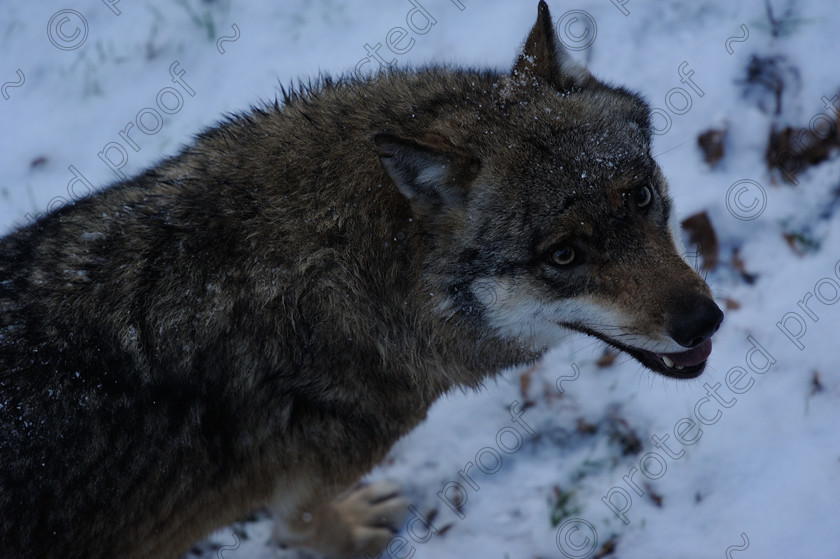 November-24-27th-2013-Bavarian-National-Forest-17