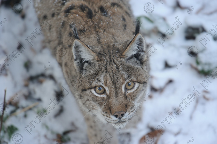 November-24-27th-2013-Bavarian-National-Forest-85