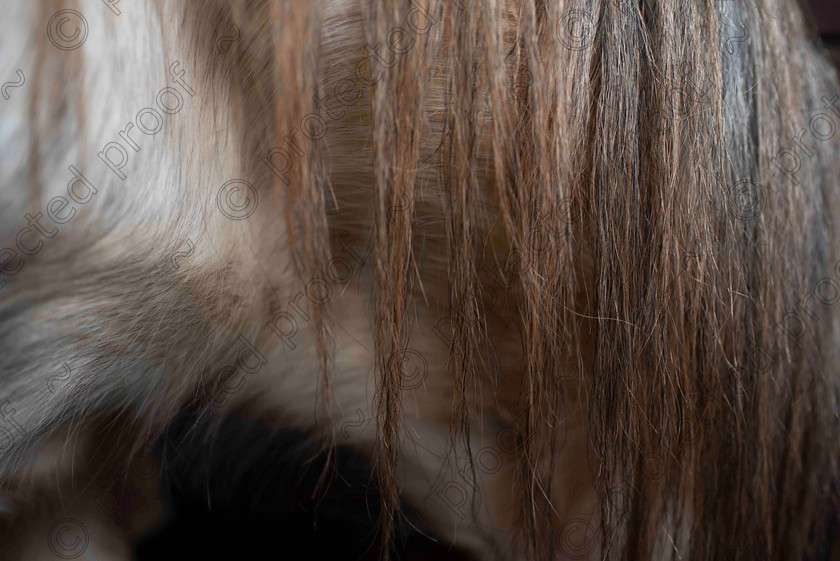 Attached 
 Keywords: horse mane texture countryside abtract